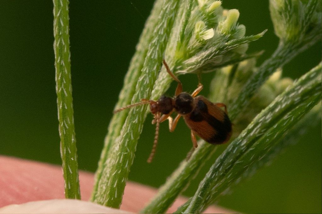 Carabidae? No, Anthicidae, Notoxus sp.