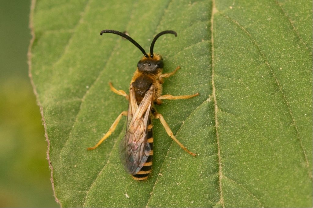 Halictidae: Halictus scabiosae., maschio