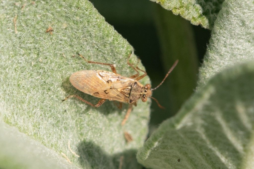 Liorhyssus hyalinus delkla campagna cremasca