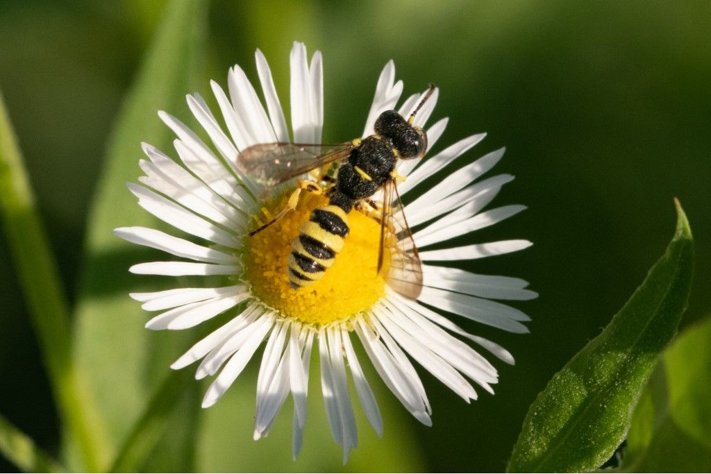 Crabonidae: Cerceris sabulosa