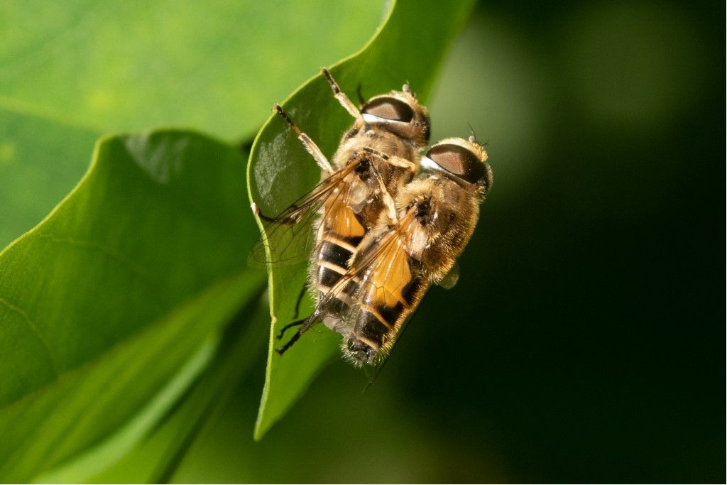 Syrphidae: Eristalis sp.