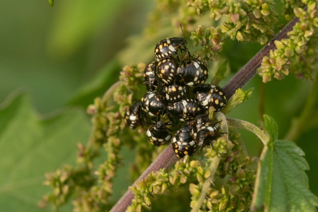 Sono tutte ninfe di Nezara viridula ?  S !