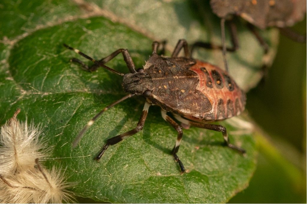 Pentatomidae: Halyomorpha halys