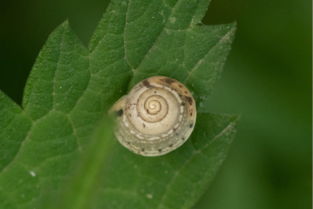 Hygromia cinctella ?