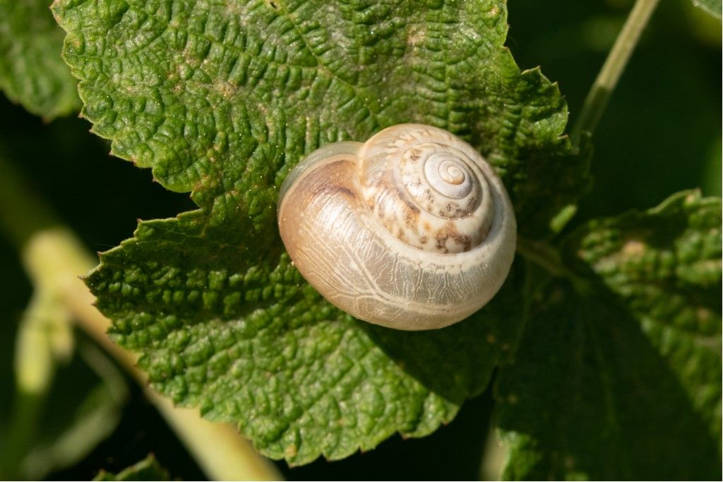 Monacha cartusiana ?