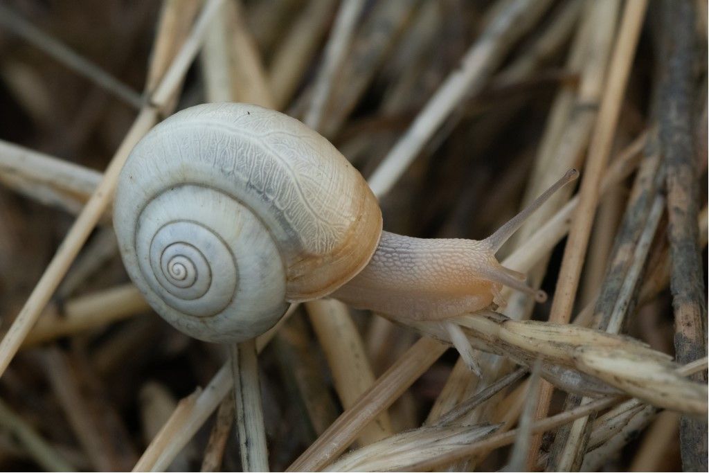 Monacha cartusiana ?