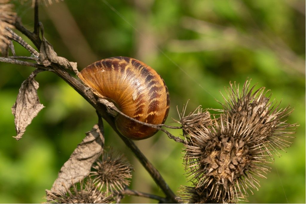 Cornu aspersum?