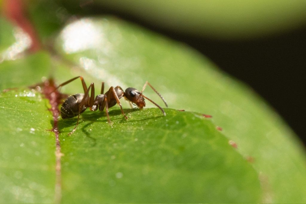 Formicidae: Formica sp.