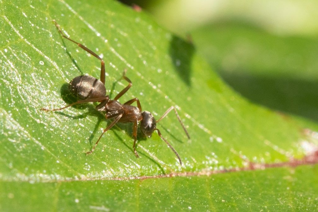 Formicidae: Formica sp.