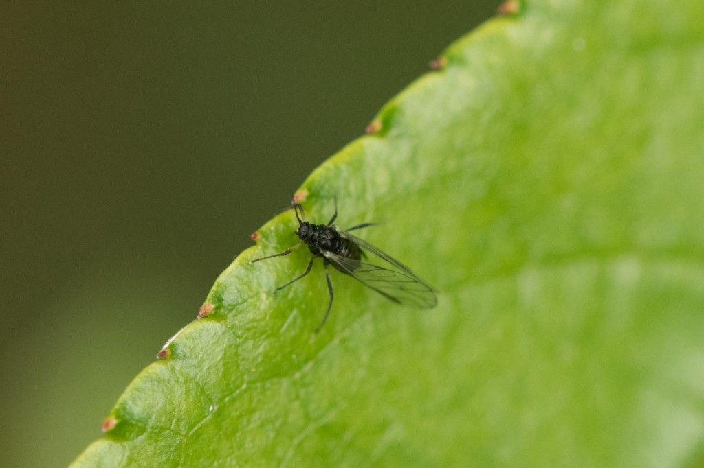 Aphididae sp.