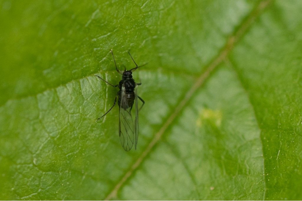 Aphididae sp.