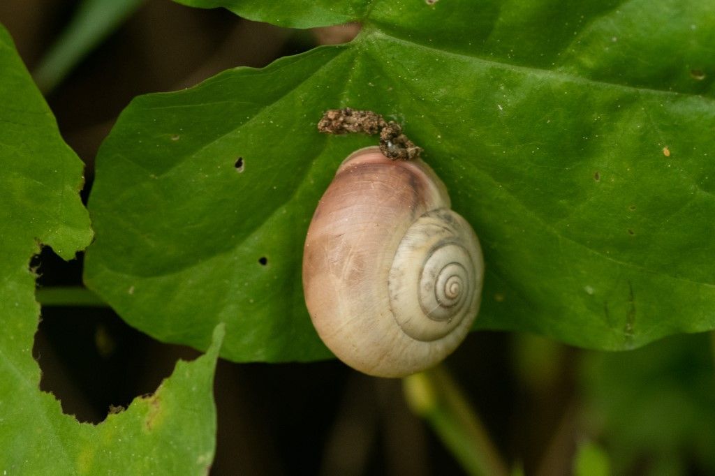 Aiuto per identificazione.