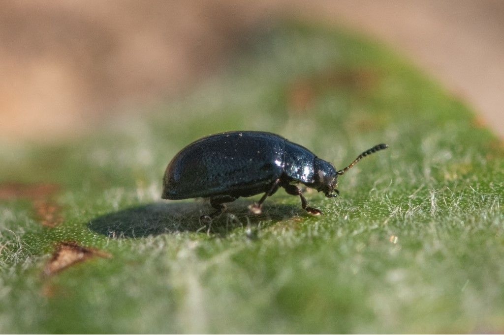 Chrysomelidae Alticini: Phyllotreta o Aphthona sp.
