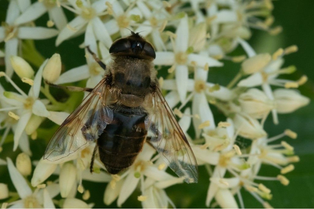 Syrphidae: Eristalis sp., femmina