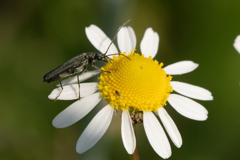 Oedemeridae: Oedemera sp. e Oedemera nobilis, maschio.