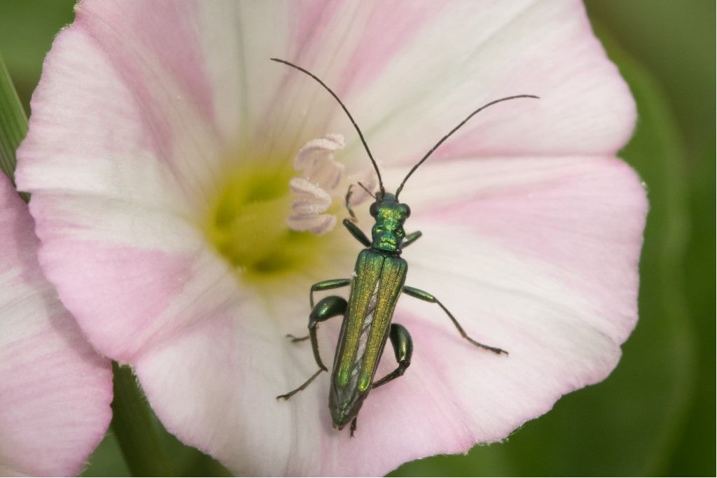 Oedemeridae: Oedemera sp. e Oedemera nobilis, maschio.