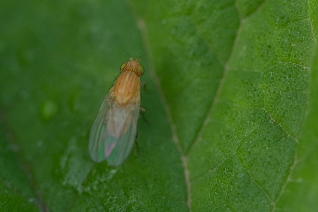 Diptera da determinare