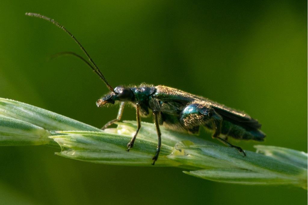 Oedemeridae: Oedemera nobilis? S e Oedemera sp. (cfr. gr. lurida)