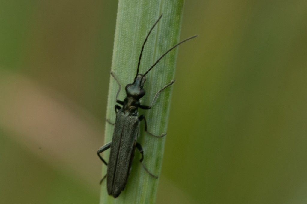 Oedemeridae: Oedemera nobilis? S e Oedemera sp. (cfr. gr. lurida)