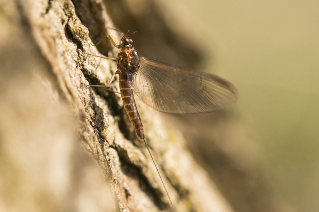 Aiuto per identificazione - Baetis rhodani