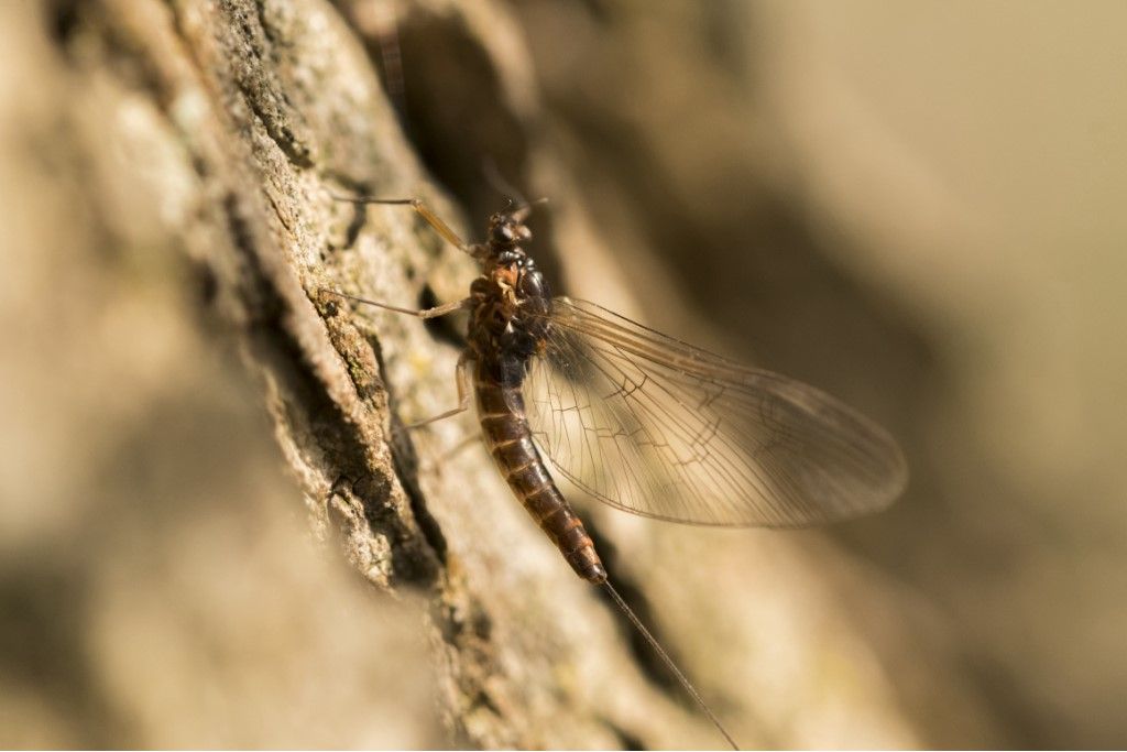 Aiuto per identificazione - Baetis rhodani