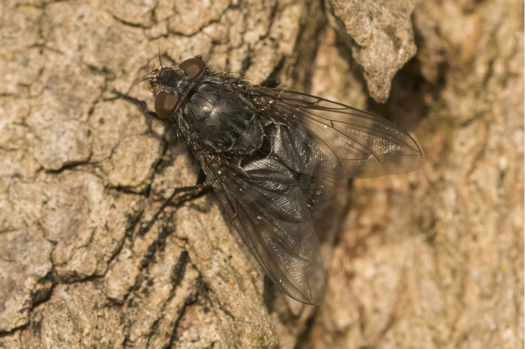 Calliphoridae: cfr. Calliphora vomitoria