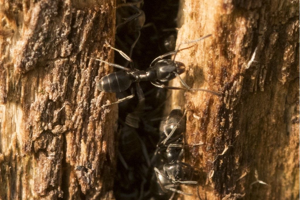 Formicidae: Tapinoma sp.