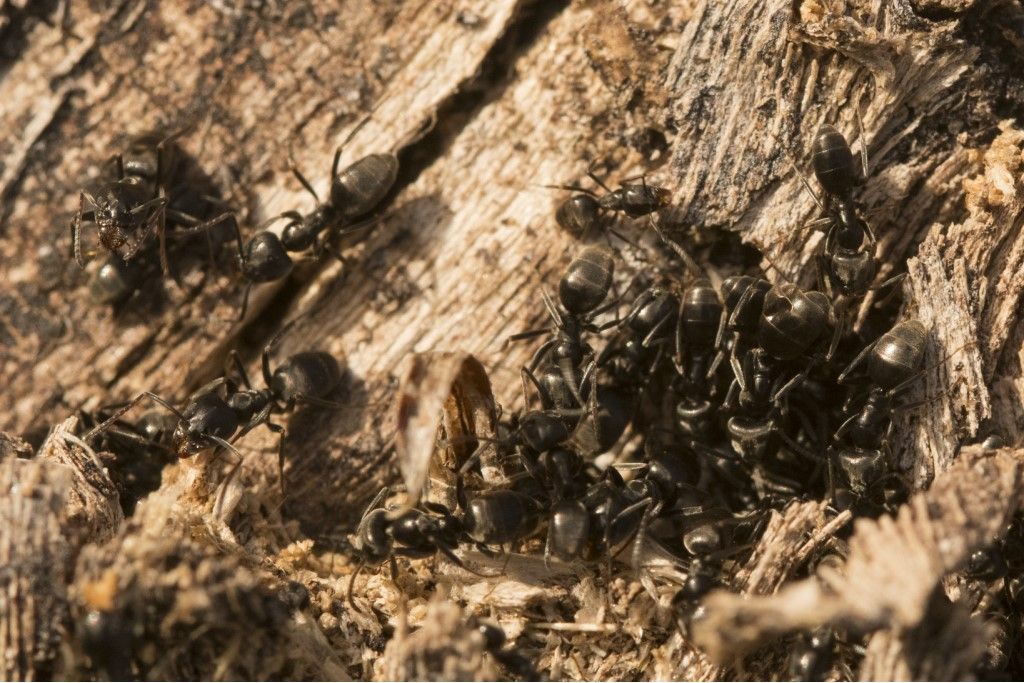 Formicidae: Tapinoma sp.