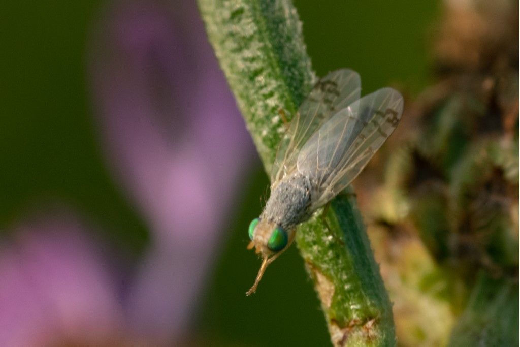 Tephritidae: cfr. Acathiophilus helianthi