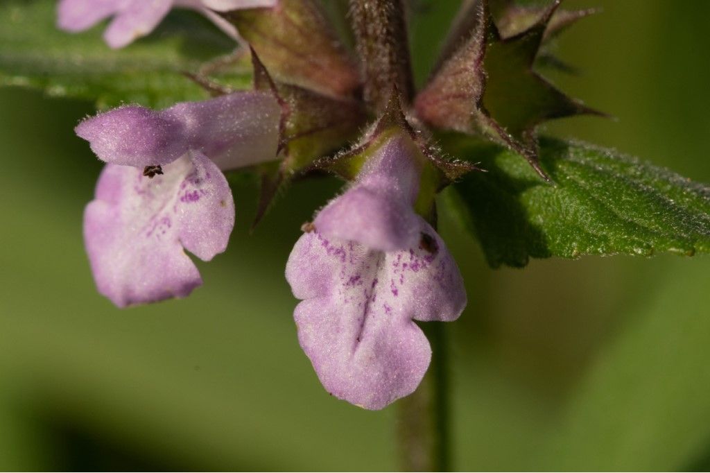 Stachys palustris ?  S !