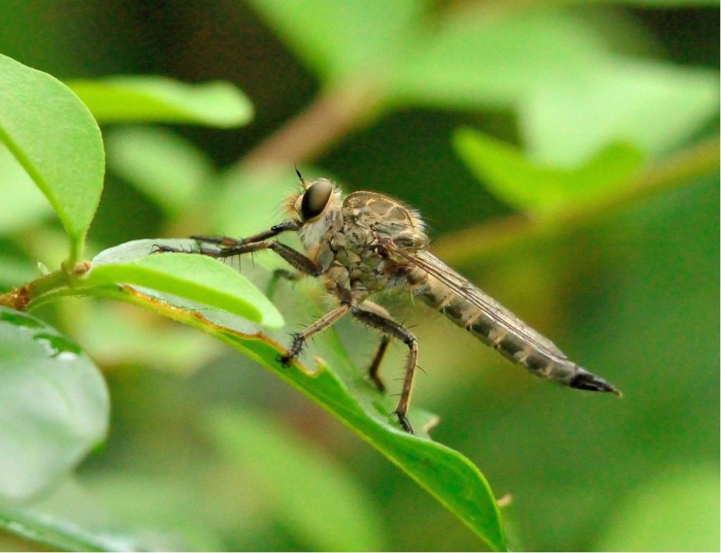 Asilidae da identificare (1)