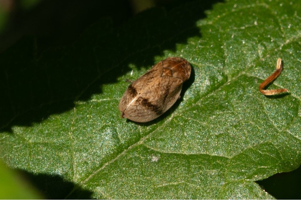 Lepyronia coleoptrata (Aphrophoridae)