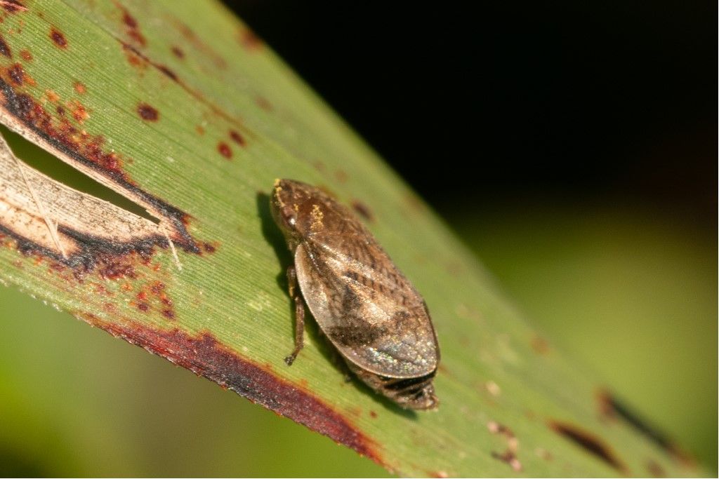 Lepyronia coleoptrata (Aphrophoridae)