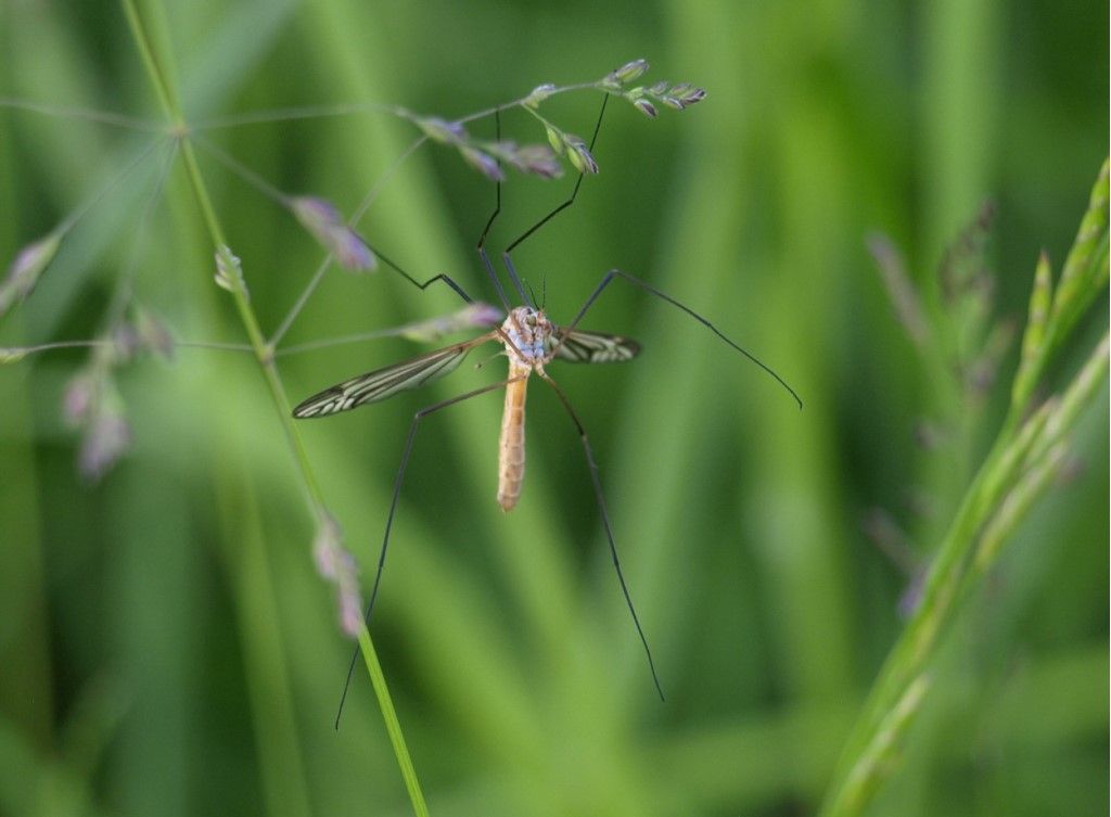 Tipulidae ?   Possibile...
