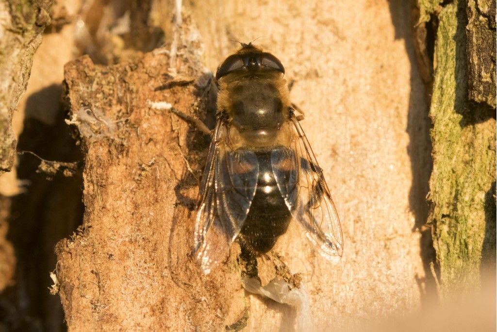 Eristalis sp. da determinare