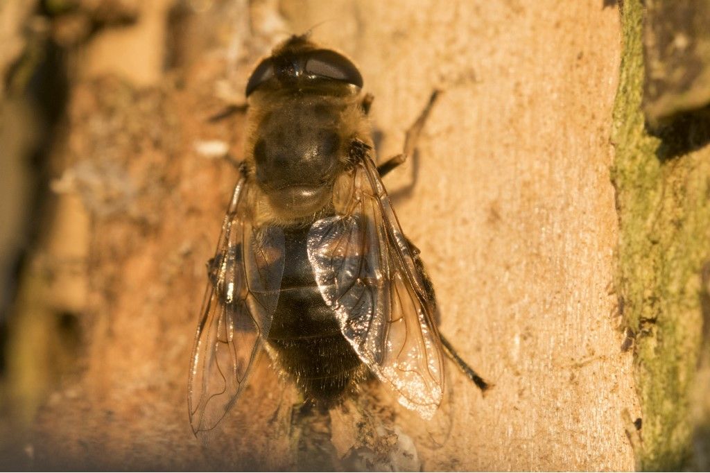 Eristalis sp. da determinare