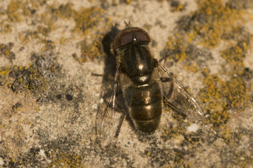 Syrphidae:  Eristalinus aeneus, maschio