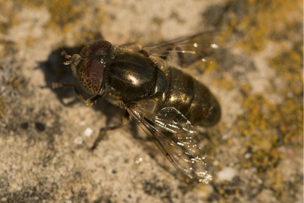 Syrphidae:  Eristalinus aeneus, maschio