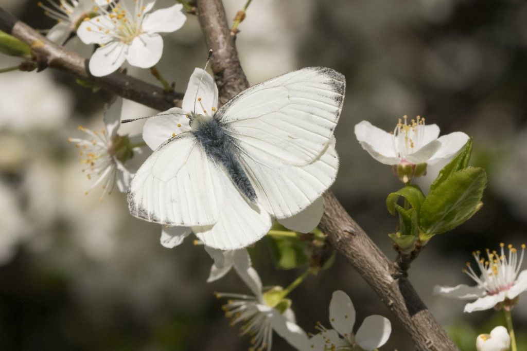 Pieris napi? S !