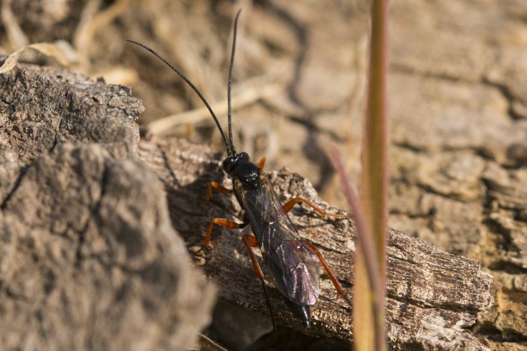 Ichneumonidae Thyrateles camelinus ?