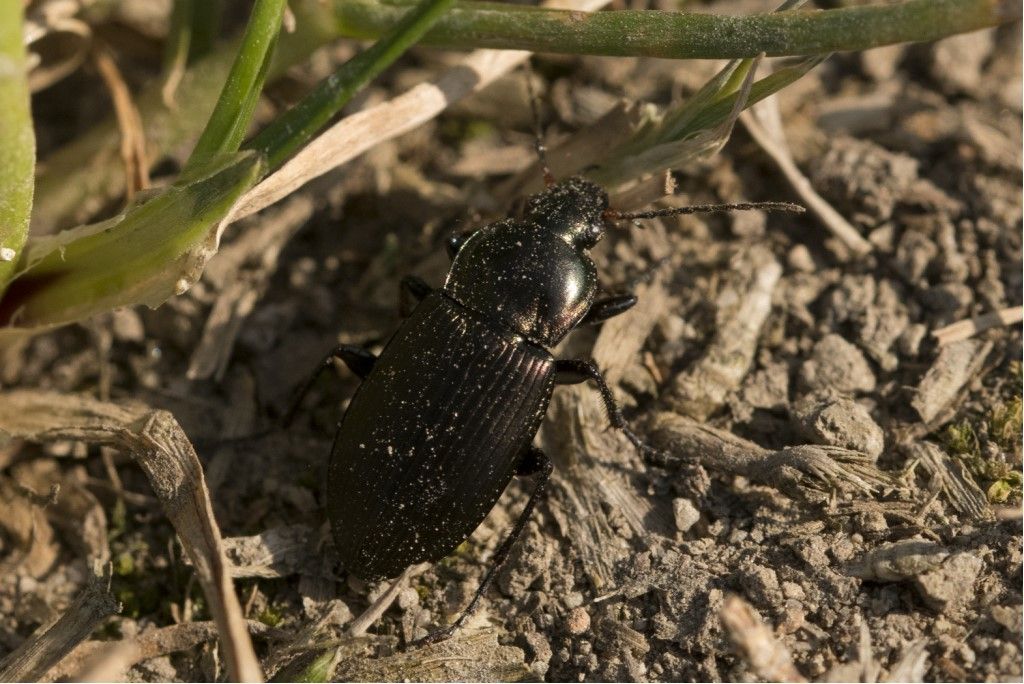 Carabidae: Poecilus cupreus