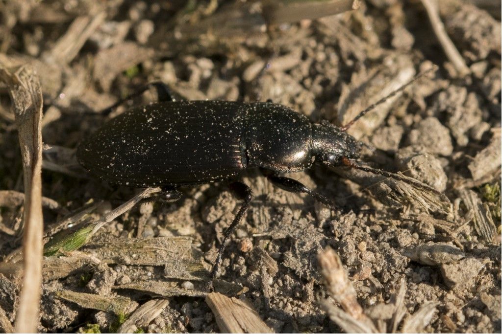 Carabidae: Poecilus cupreus