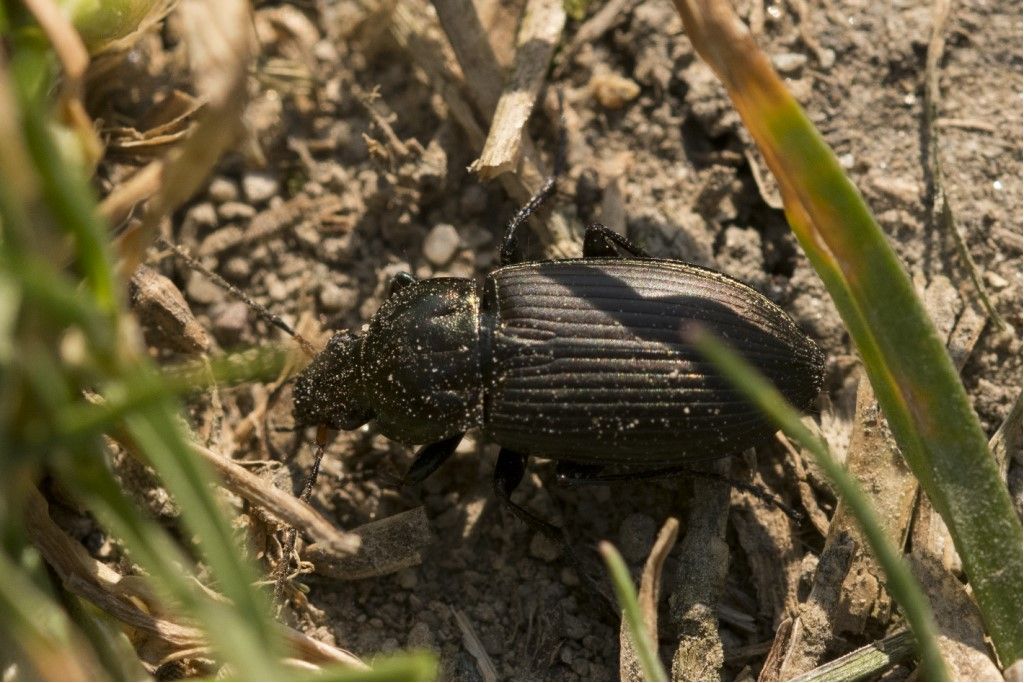 Carabidae: Poecilus cupreus