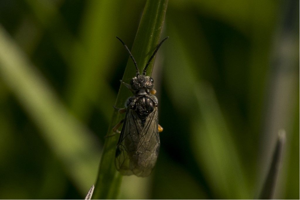 Hymenoptera da determinare: Dolerus cfr. puncticollis (Tenthredinidae)