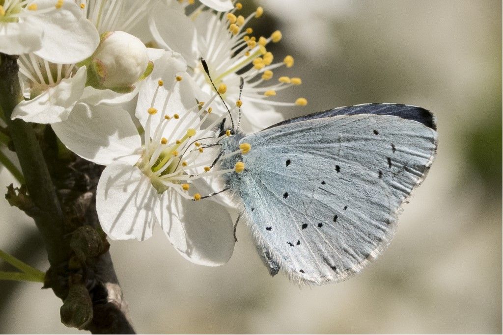 Lycaenidae: Celastrina argiolus