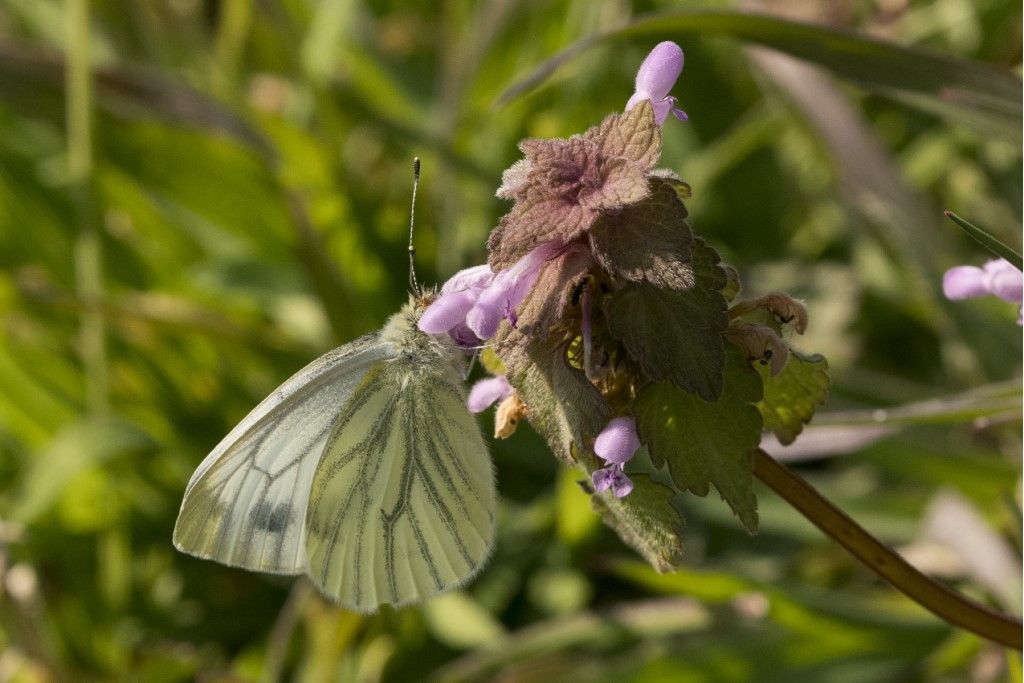 Pieridae: Pieris napi