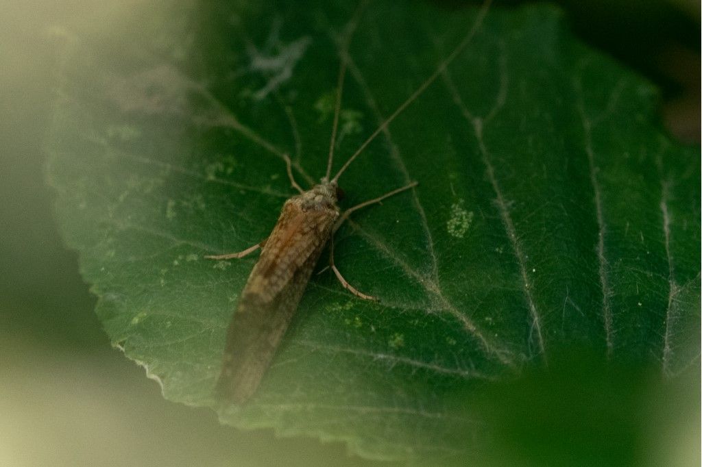 Trichoptera da identificare. - Hydropsyche sp.