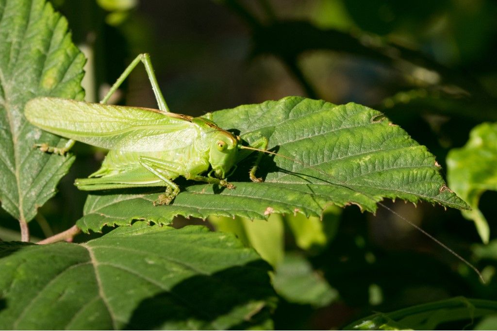 Phaneroptera nana ?