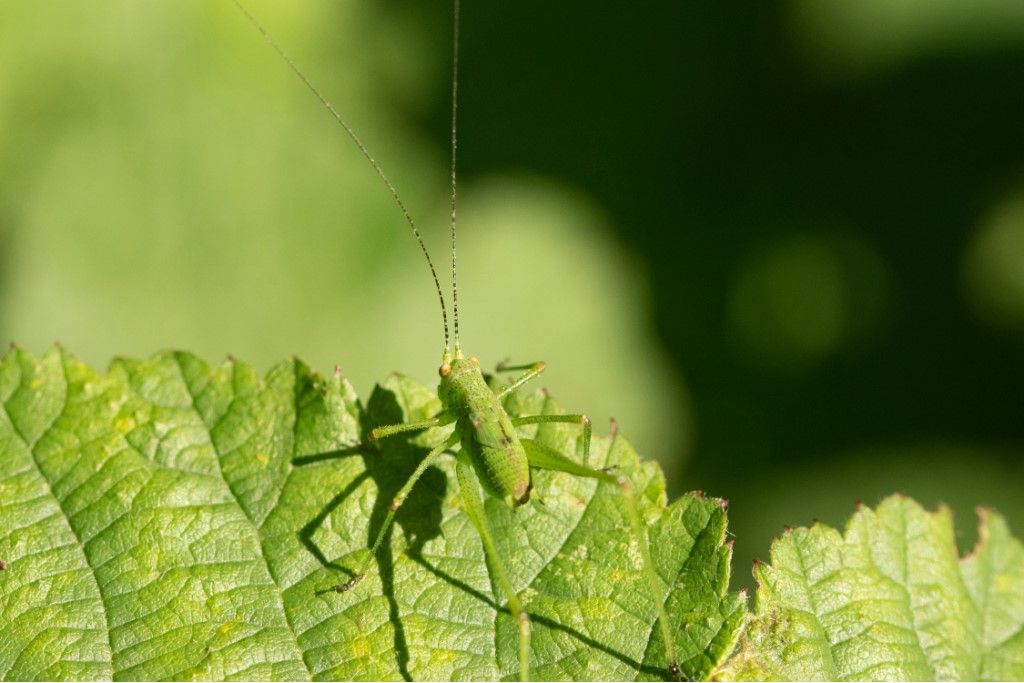 Neanide di Phaneroptera ?