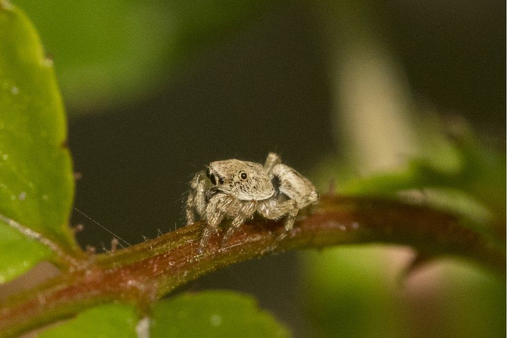 Marpissa muscosa ?